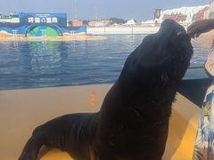 -秦皇岛乐岛海洋王国