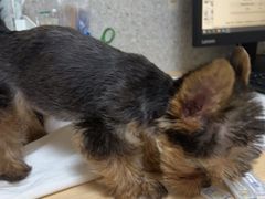 -谐和贝康宠物医院24小时·宠保定点(急重症转诊中心)
