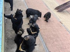 -西霞口神雕山野生动物世界