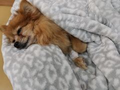 -爱侣宠医·鹦鹉专科·小型哺乳类·异宠专科(灵石路店)