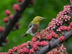 -华侨城湿地公园