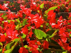 -黑龙江省森林植物园