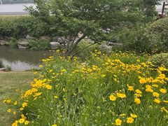 -羊山湖公园