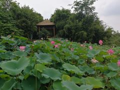 -张坝桂圆林公园