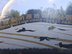 -西双版纳原始森林公园