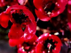 -北京市中关村医院