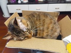 -艾贝尔宠物医院·宠保定点·超声绝育·免疫点(樱花路店)
