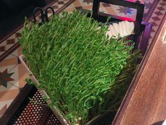 活体豌豆苗-左庭右院鲜牛肉火锅(新梅广场店)