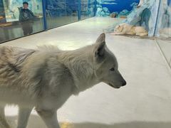 -哈尔滨极地公园