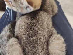 -楼上猫咖(罗湖店)