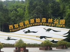 -西双版纳原始森林公园