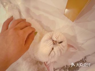 宠物 | 天津乖乖宠物医院24小时