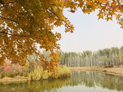 -东郊湿地公园