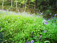 -千岛湖龙川湾