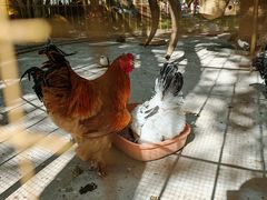 -哈密回王府景区