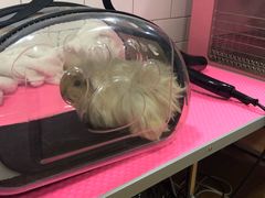 -藦茜花园宠物主题亲子互动体验馆(国顺东路店)