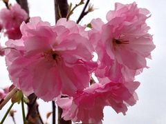 iphone_upload_pic-天适樱花悠乐园
