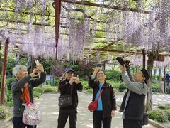 -嘉定紫藤园