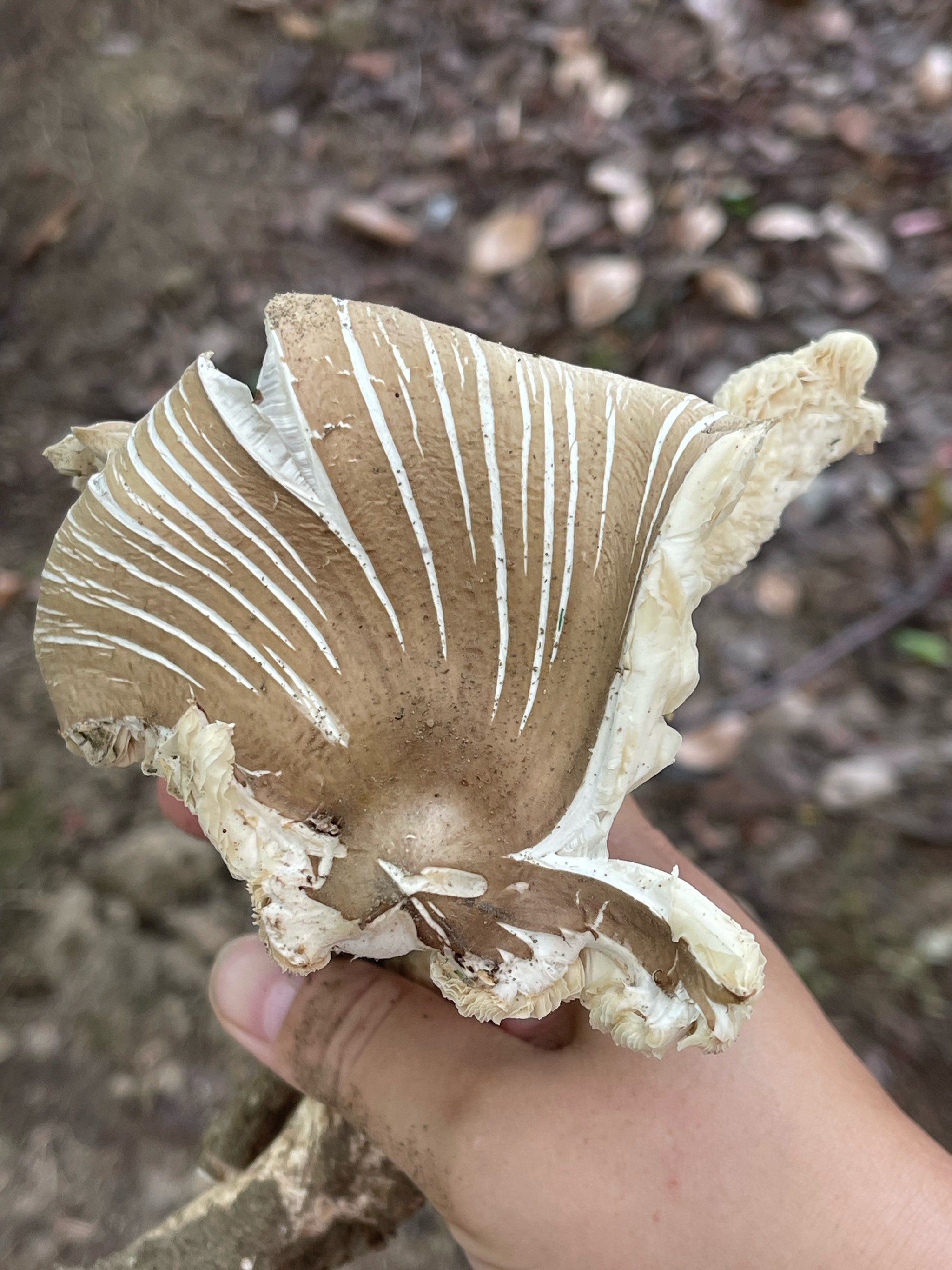 无锡也有鸡纵菌