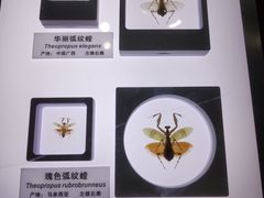 标本4-上海昆虫博物馆