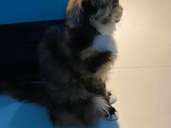 -猫色咖啡·猫咖