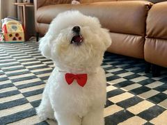 -萌宠之家·腊肠犬·马尔泰·小体犬舍