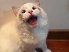 -糯米喵星人·撸猫猫舍咖啡馆(西市场嘉华店)