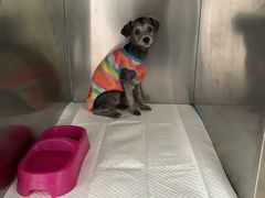 -圣宠动物医院·犬猫专科·影像中心·外科中心