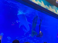 -烟台海昌鲸鲨海洋公园