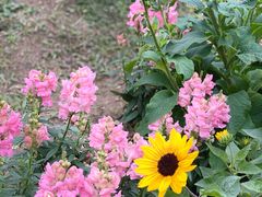 -深圳市中科院仙湖植物园