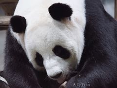 -栾川竹海野生动物园