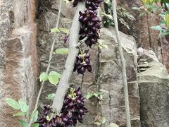 -桃花岛风景旅游区