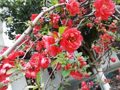 -荆川公园