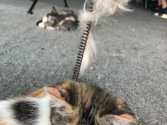 -喵店&猫咖