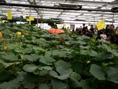 南瓜-兰陵国家农业公园