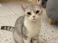 -猫域·湾主题猫咖·宠物吧(南坪城市广场店)