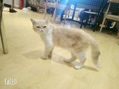 -万小咖.猫咖(中山路天虹店)