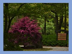 -上海共青森林公园