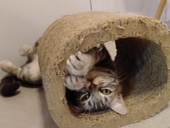 -三花喵·撸猫购宠·宠物生活馆(虹桥南丰城店)