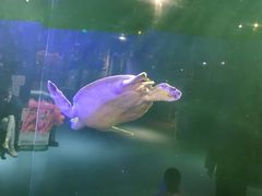 -太奥幻太奇海洋馆