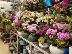 -双季花艺园艺市场(浦东店)