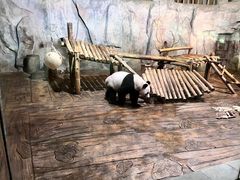 -深圳野生动物园