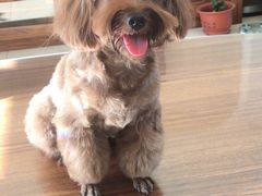 -瑞派宠物医院·犬猫全科·猫友好(宾水西道店)