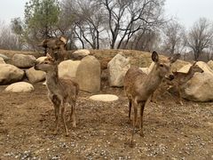 -北京野生动物园