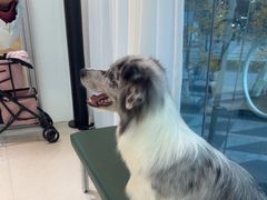 -帕帕拉兹宠物(亚洲旗舰店)