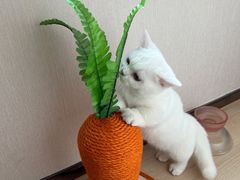 -猫宠乐园·专业洗护