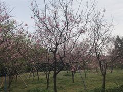 -天适樱花悠乐园