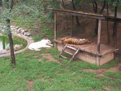 -石家庄市动物园