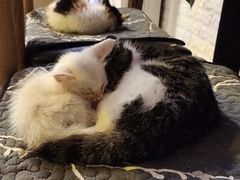 -平行世界·猫咖(首经贸店)