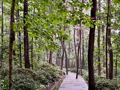 -铁山坪森林公园